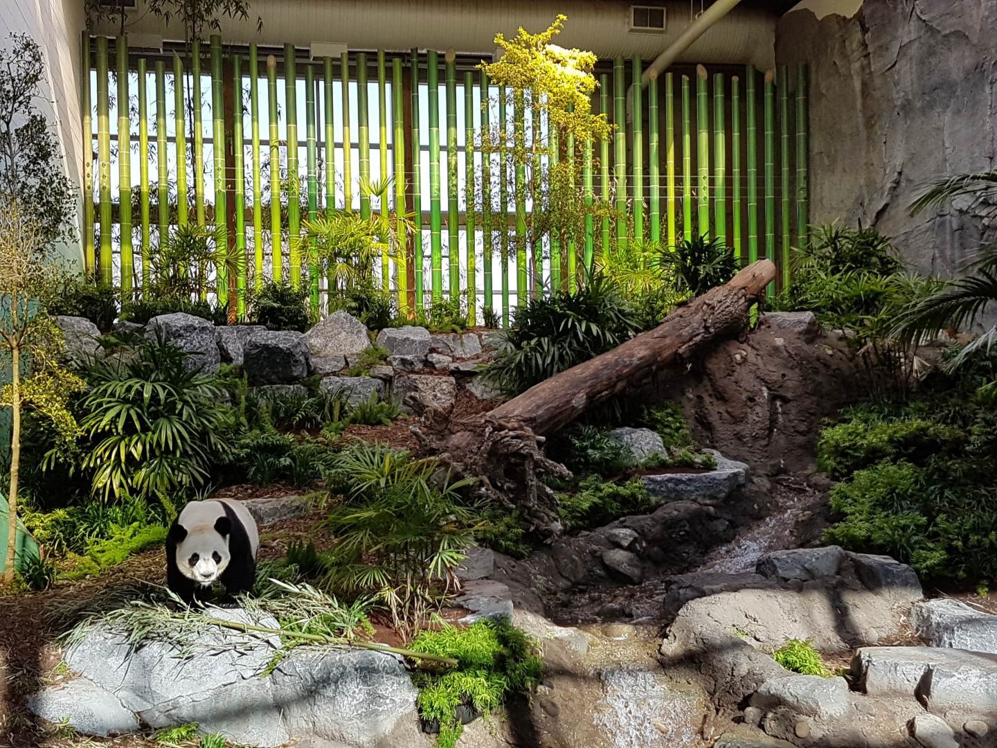 Calgary Zoo Panda Passage
